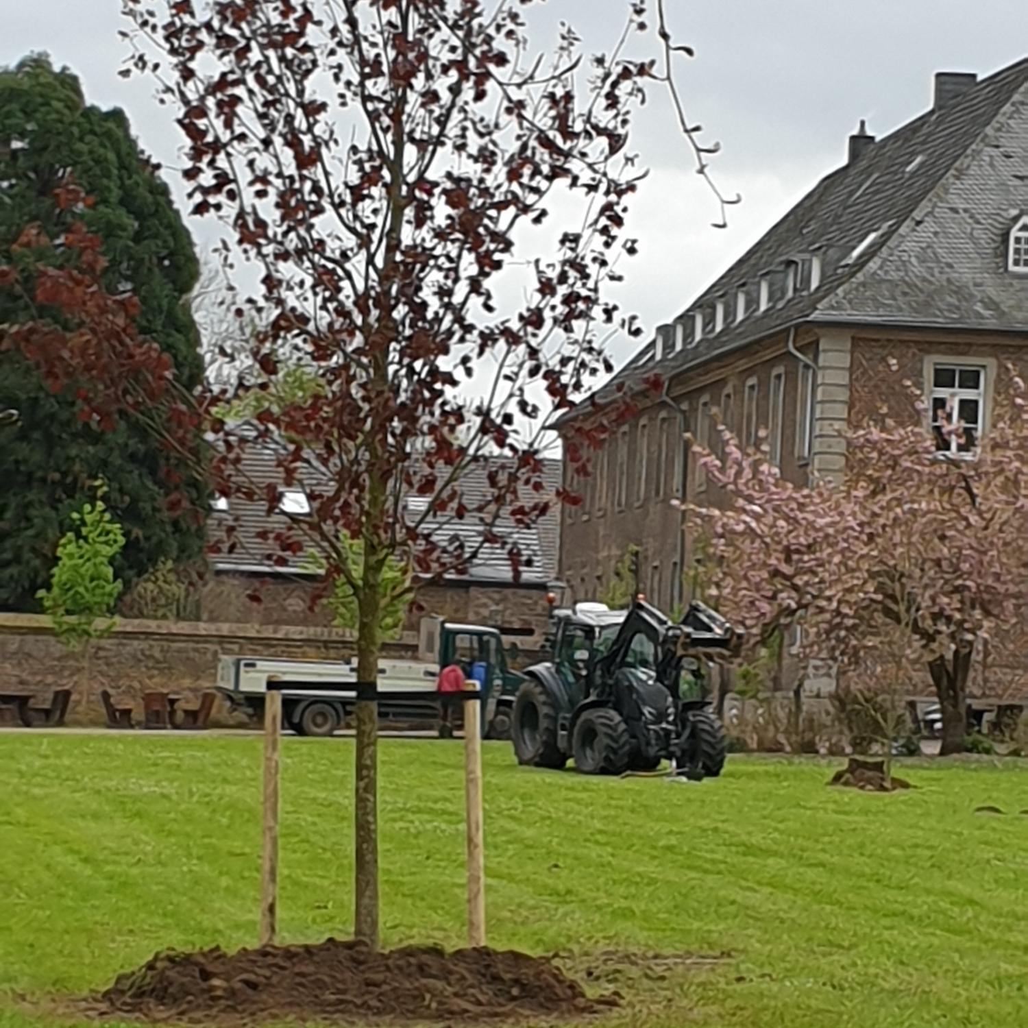 Auf einer Traktorschaufel wurden die Bäume an ihren Standort gebracht, wo sie dann eingepflanzt wurden. Obwohl die neuen Bäume schon einige Jahre alt sind, müssen sie mit Pfählen stabilisiert werden.